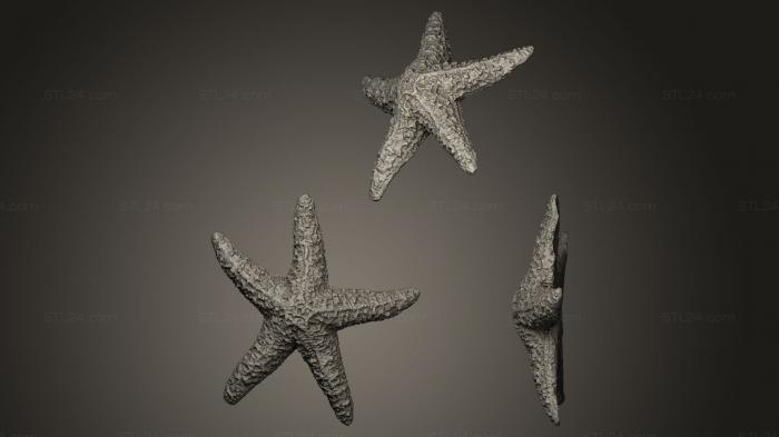 Статуэтки животных (Морская звезда, STKJ_0444) 3D модель для ЧПУ станка